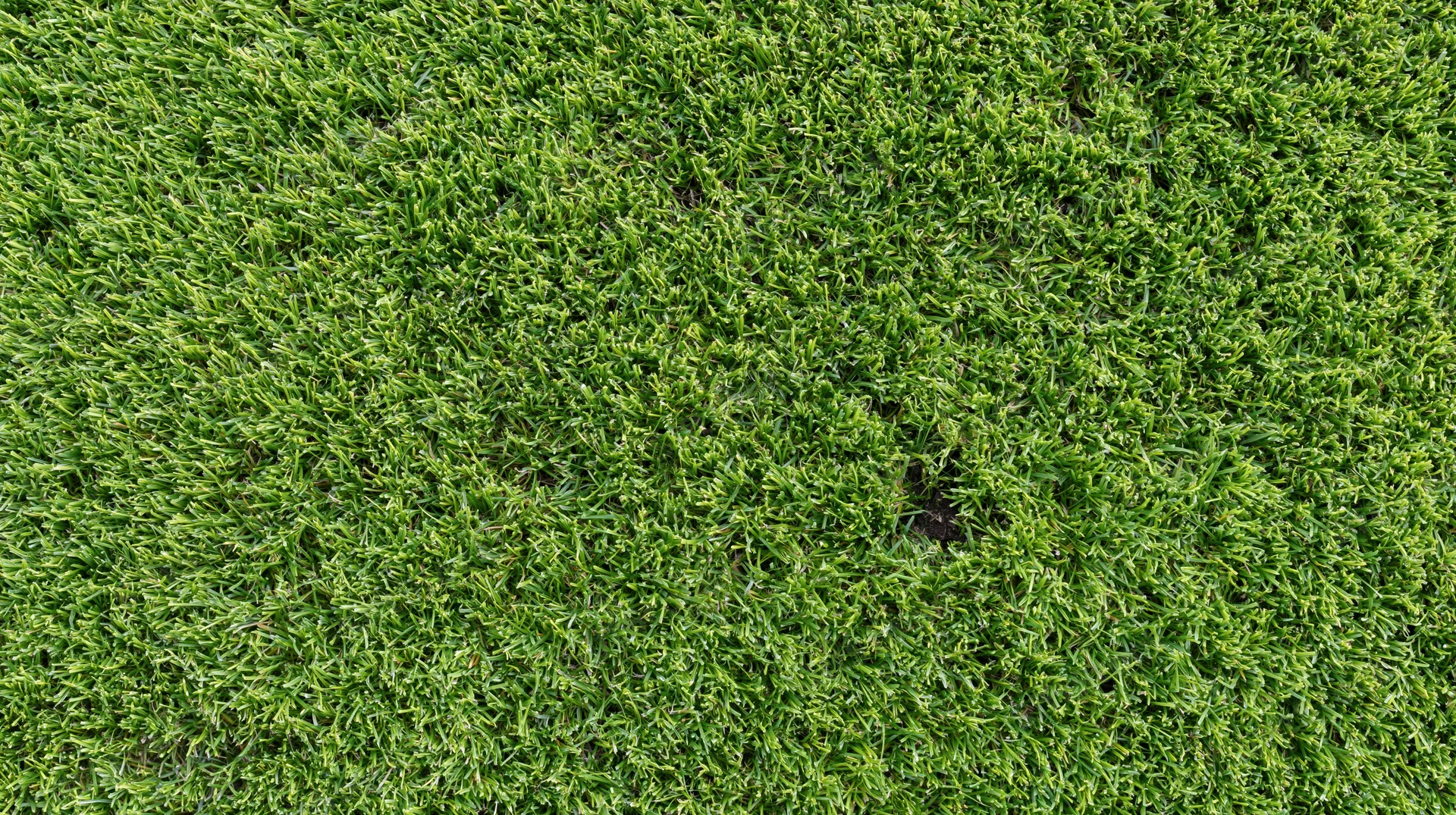 Closeup overhead view of freshly cut green grass lawn surface
