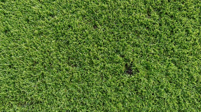 Closeup overhead view of freshly cut green grass lawn surface