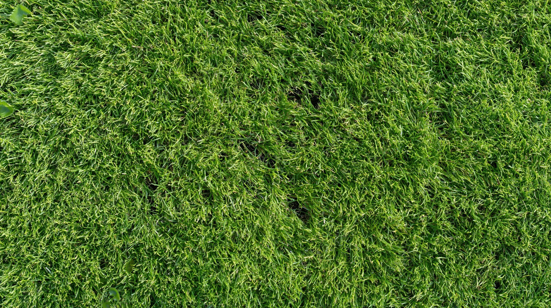 Close-up overhead view of freshly cut green grass lawn surface