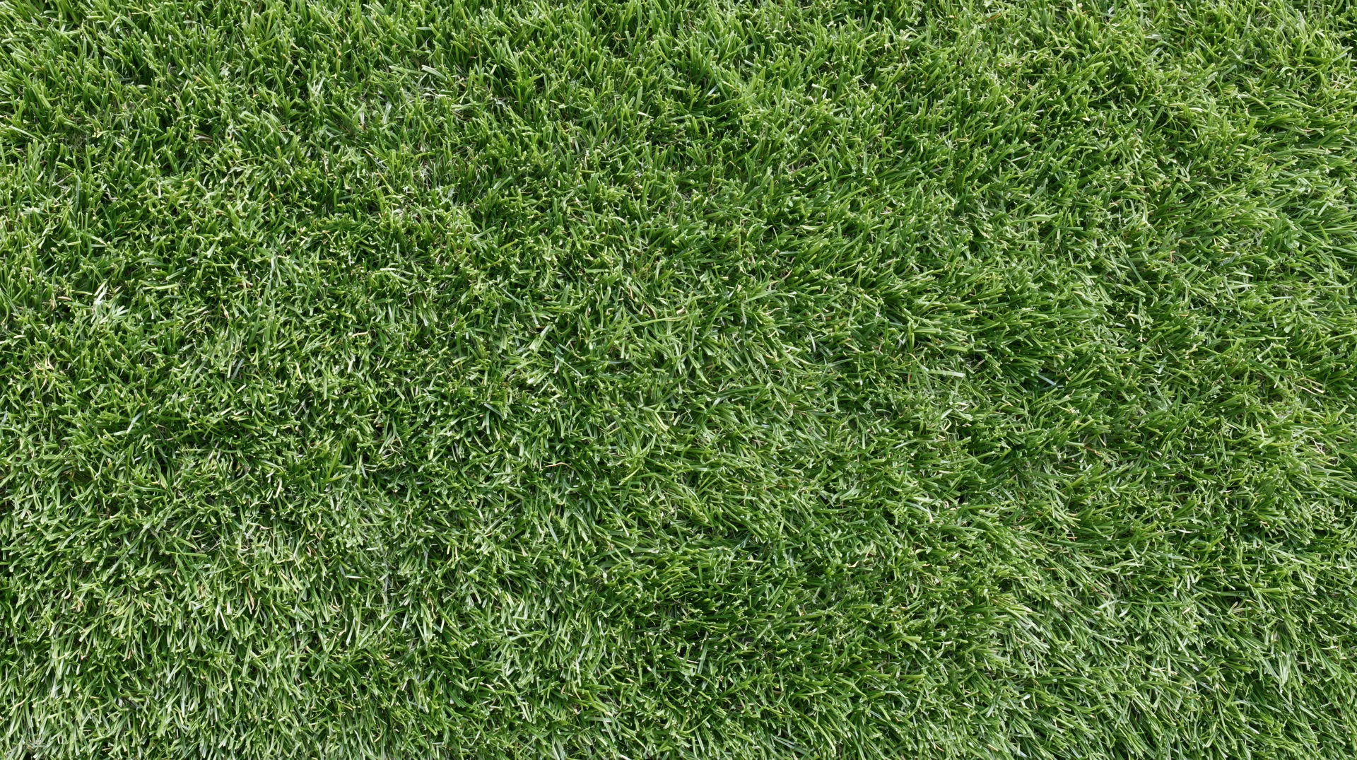Close-up overhead view of freshly mowed short green grass covering the ground