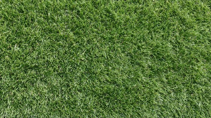 Close-up overhead view of freshly mowed short green grass covering the ground
