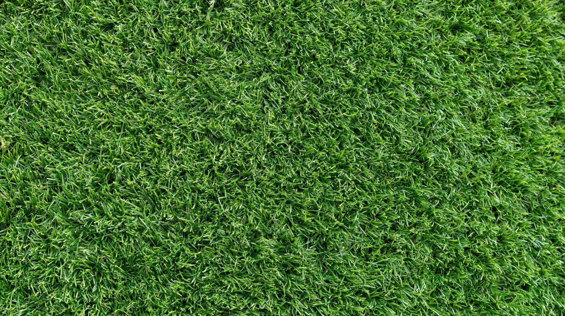 Close-up overhead view of freshly mowed short green grass covering the ground