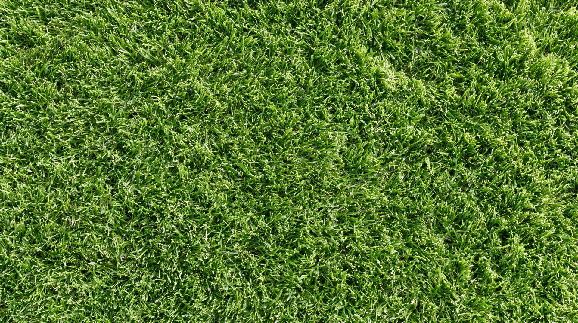 Close-up overhead view of freshly mowed short green grass covering the ground