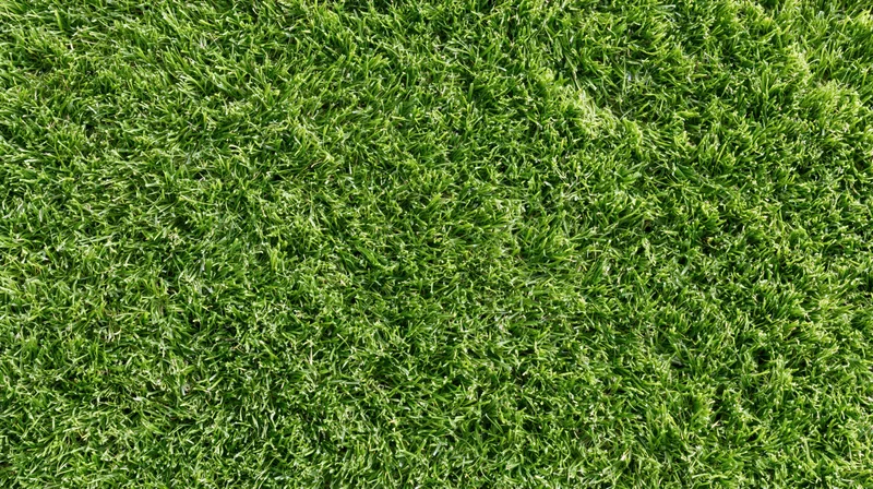 Close-up overhead view of freshly mowed short green grass covering the ground
