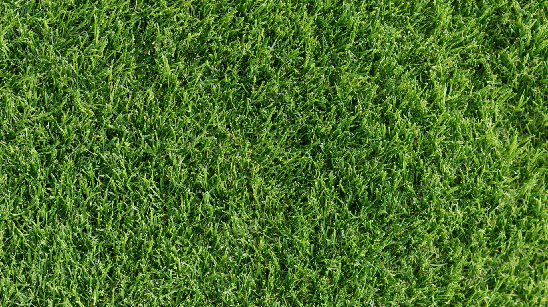 Close-up overhead view of short-trimmed green grass covering the ground
