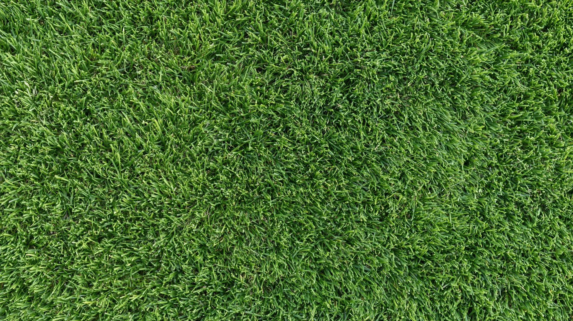Close-up overhead view of short-trimmed green grass covering the ground