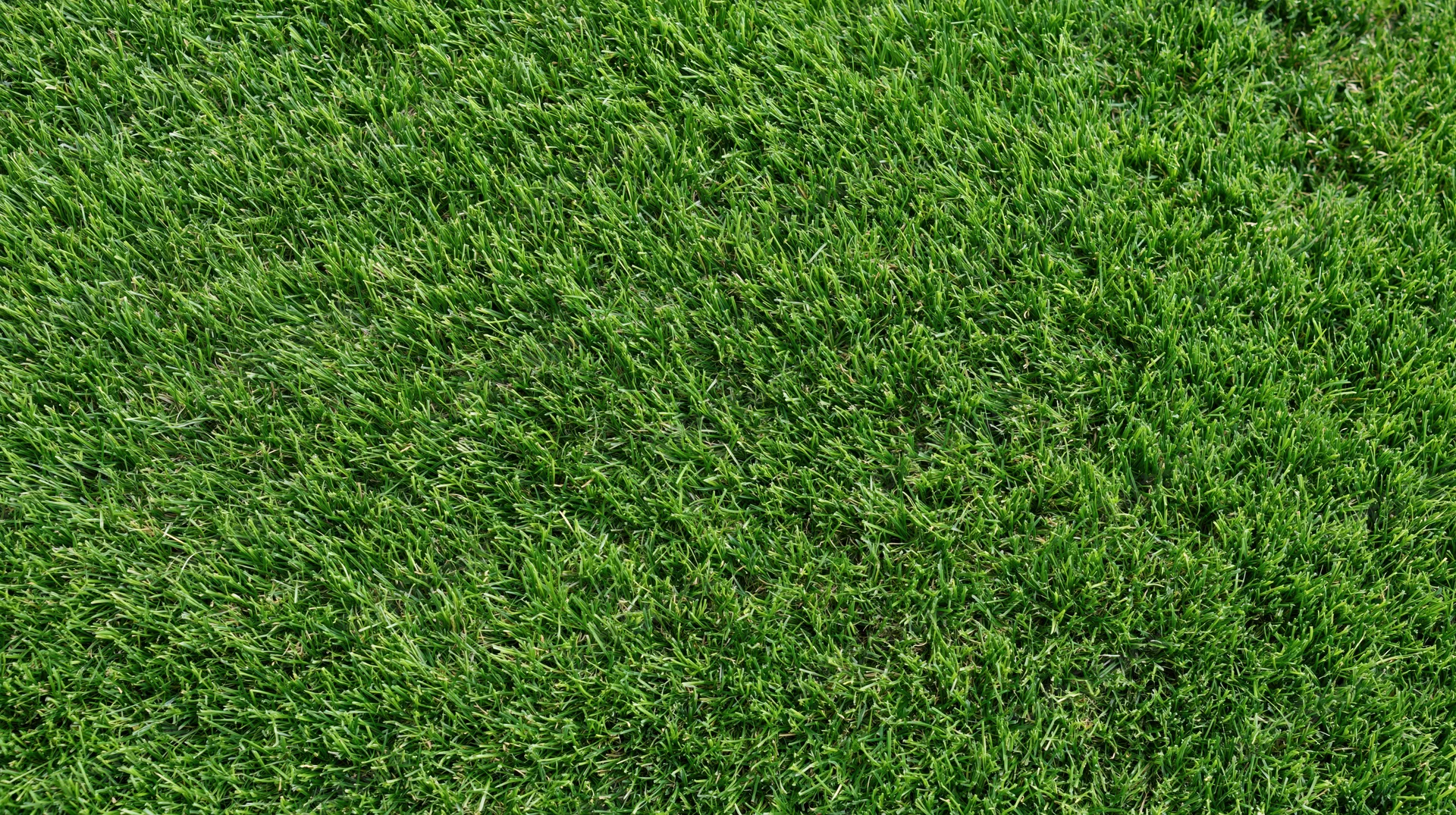 Close-up overhead view of short-trimmed green grass covering the ground
