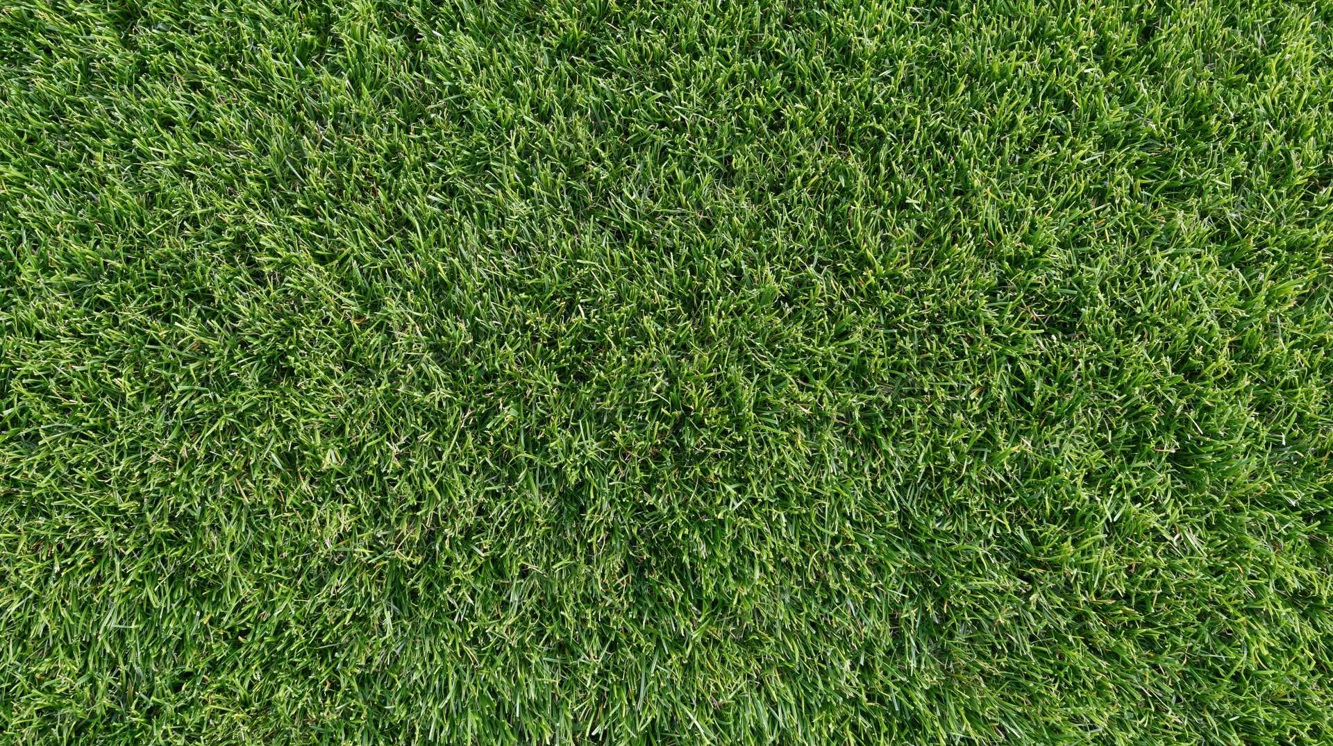 Overhead closeup of short-trimmed green grass covering the ground