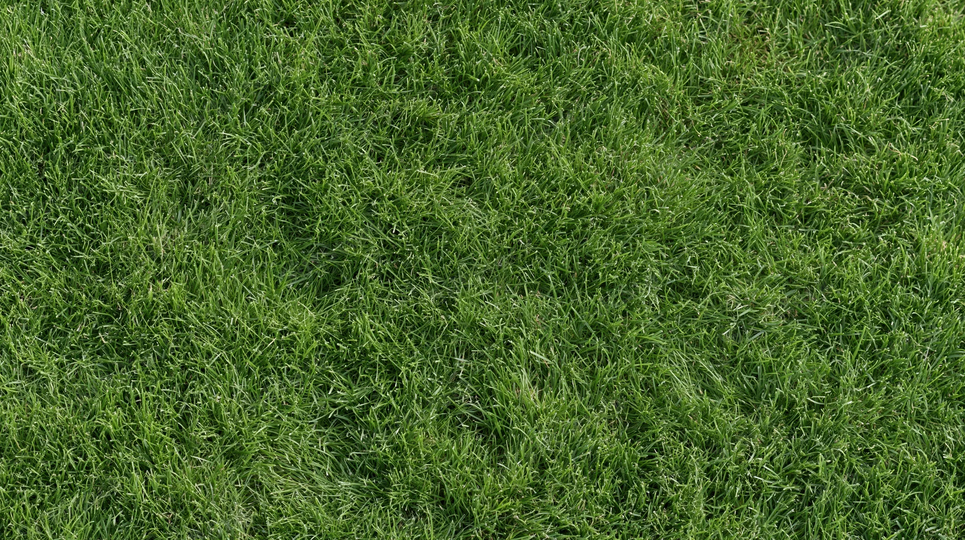 Closeup of closely mown green grass surface filling the frame flat topview