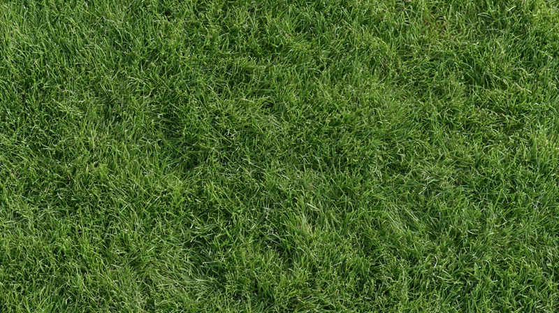 Closeup of closely mown green grass surface filling the frame flat topview