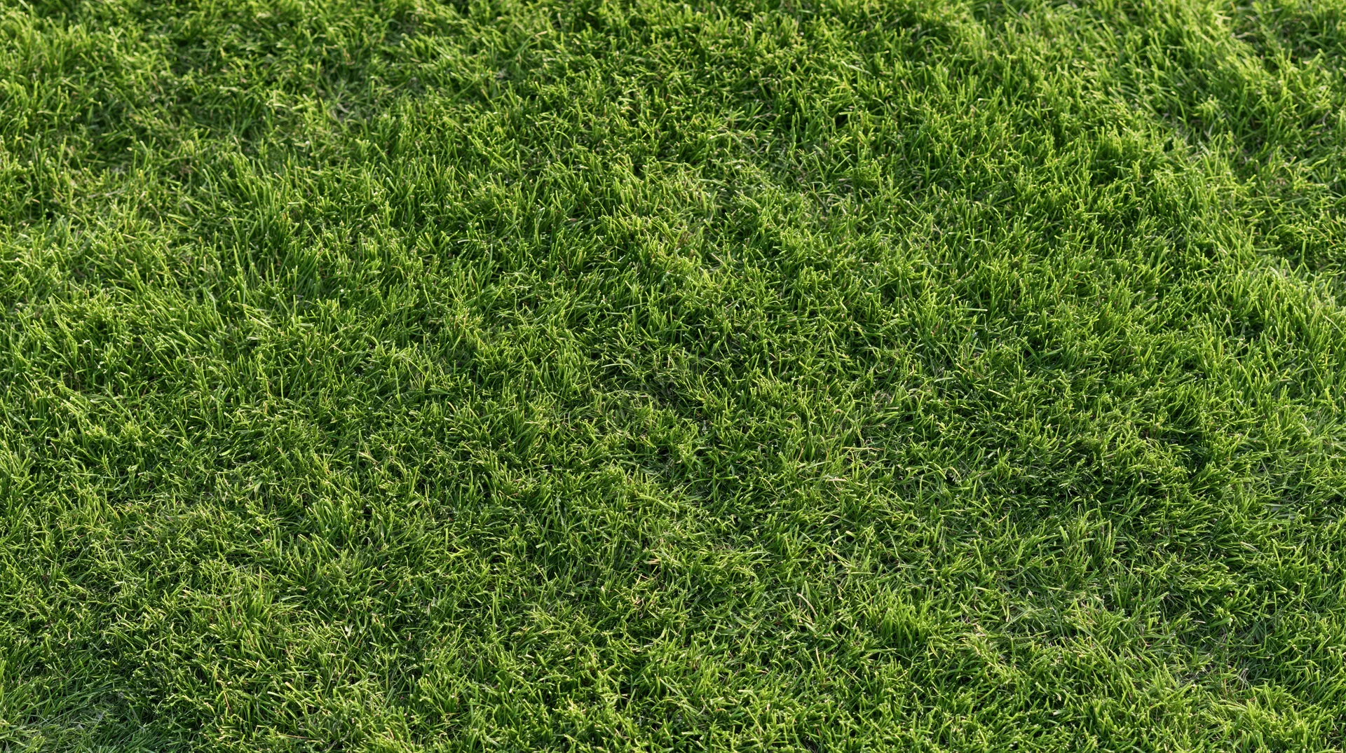 Closeup of closely mown grass surface filling the frame