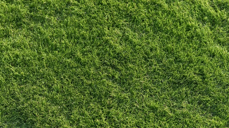 Closeup of closely mown grass surface filling the frame