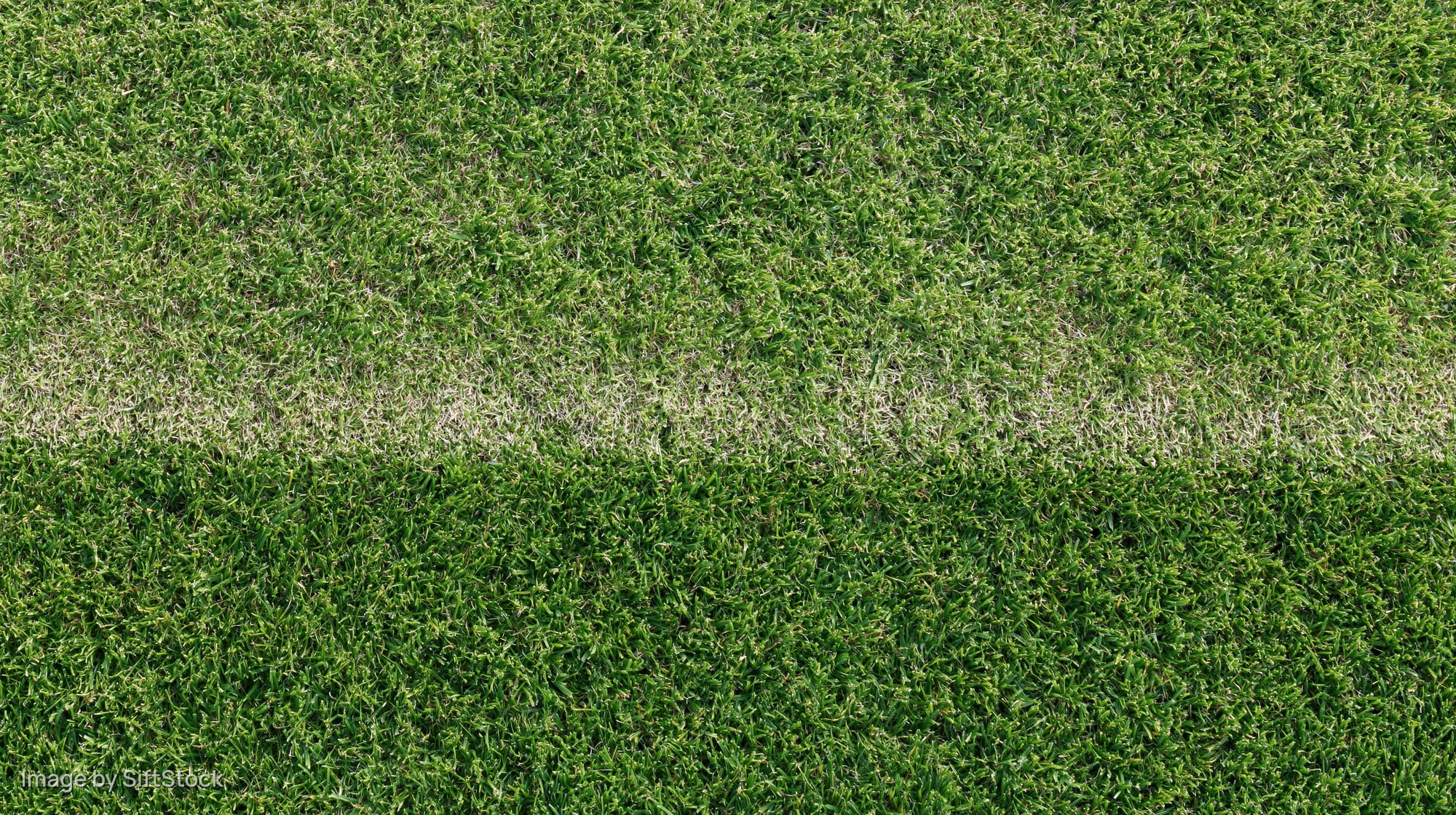 Closely mown grass surface filling the frame with visible striped pattern from mowing