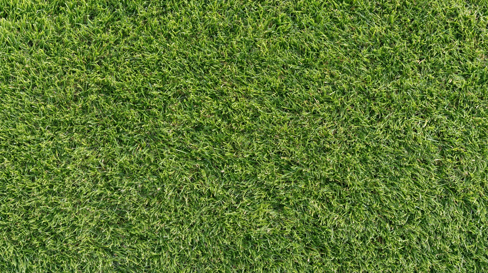 Closeup of closely mown green grass surface filling the frame
