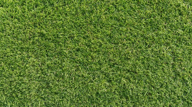 Closeup of closely mown green grass surface filling the frame