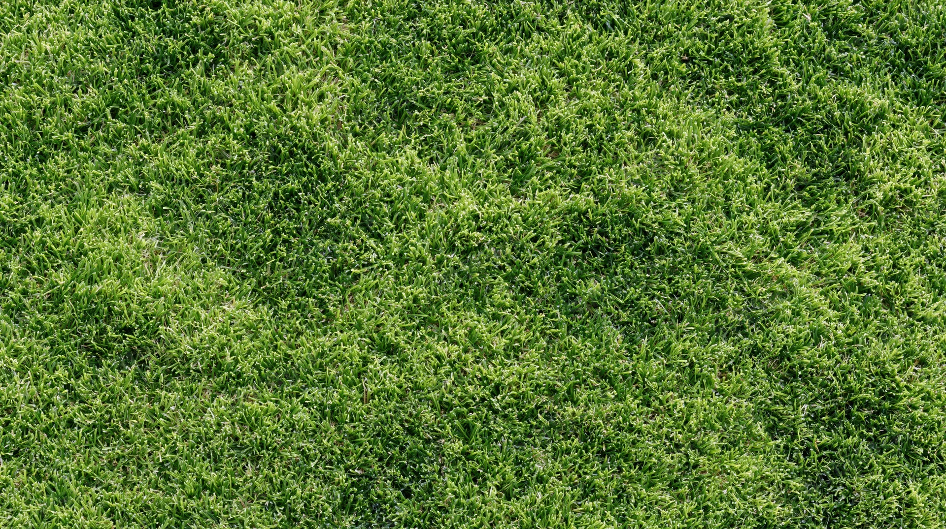 Closeup of closely mown green grass surface filling the frame