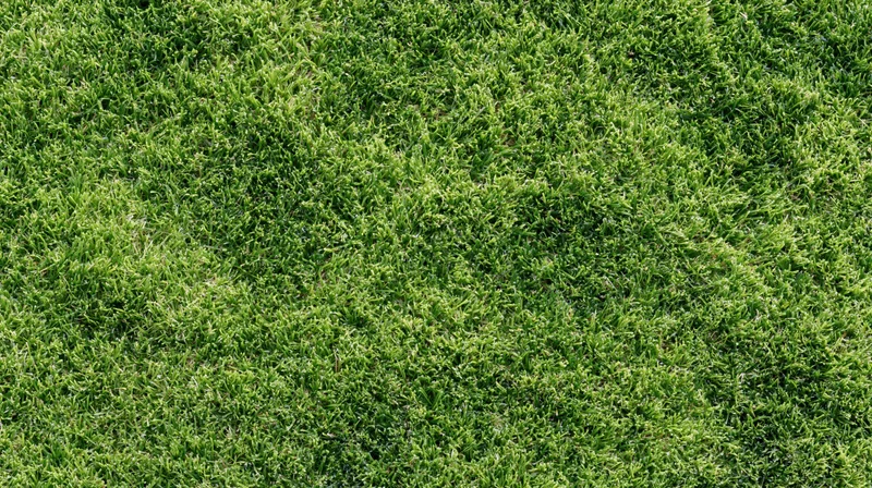 Closeup of closely mown green grass surface filling the frame