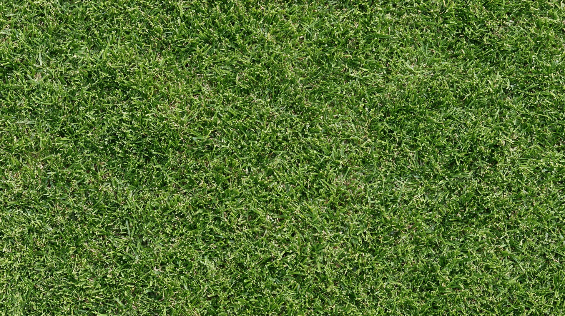Closeup of closely mown green grass surface filling the frame
