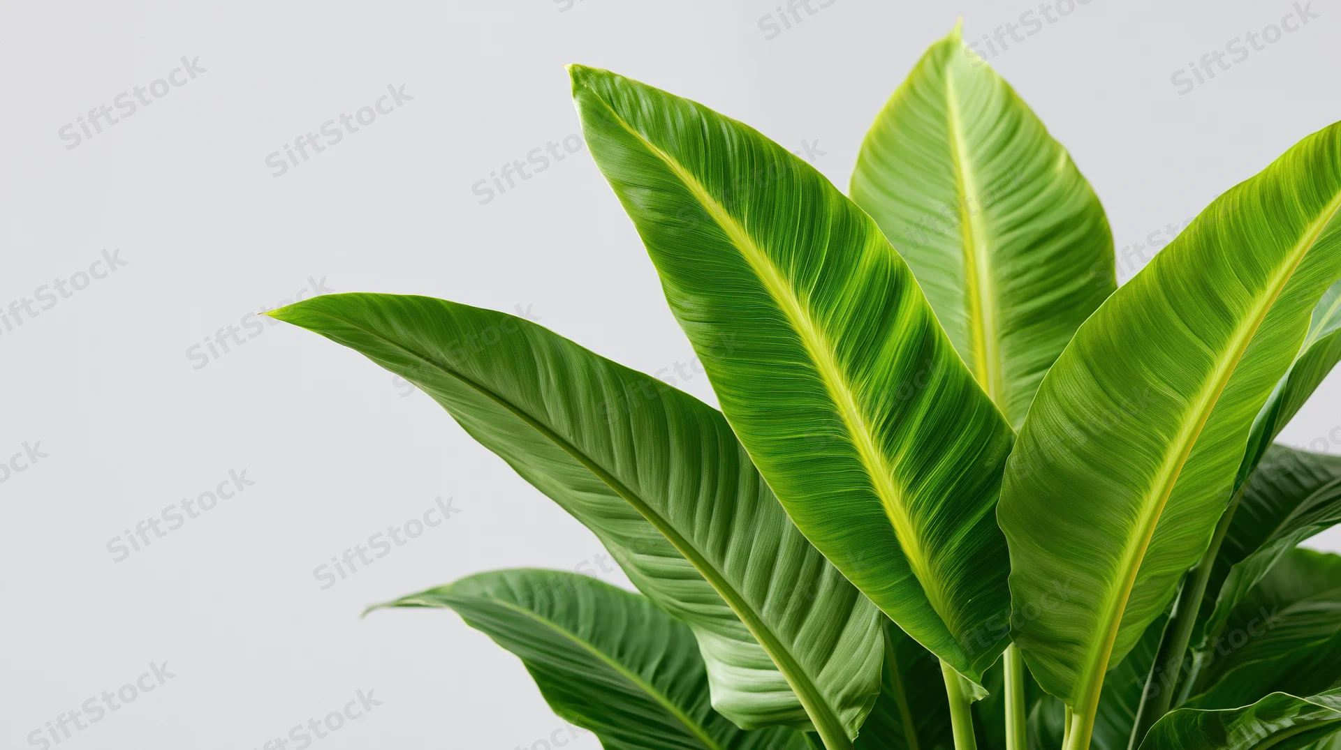 Banana plant leaves filling the right side of the frame against a white background