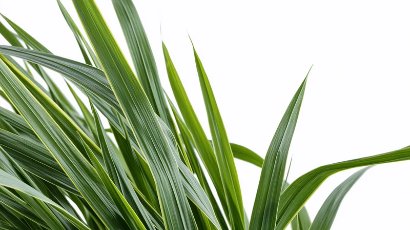 Cluster of tall green grass blades and reeds on white background