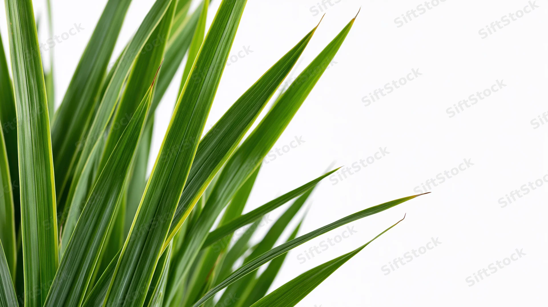 Cluster of tall green grass blades on white background with copyspace