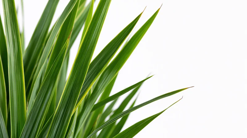 Cluster of tall green grass blades on white background with copyspace