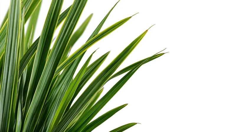 Cluster of tall green grass blades and reeds on white background