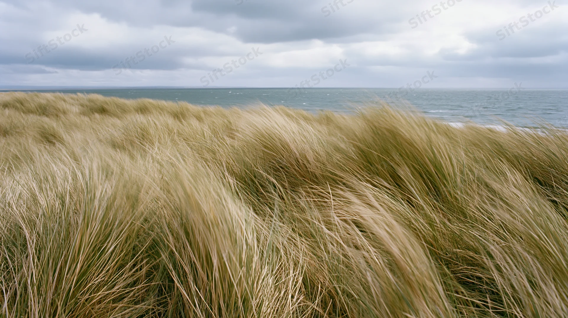 Wind-bent marram grass on coastal dunes overlooking the ocean under cloudy sky