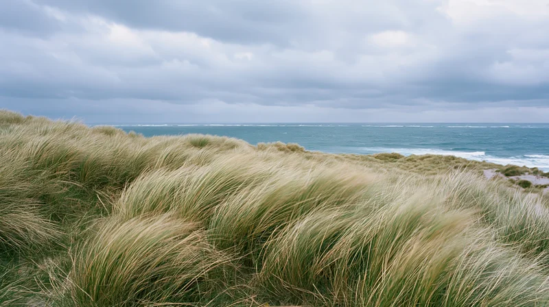 Wind-bent marram grass covering coastal dunes with ocean in background