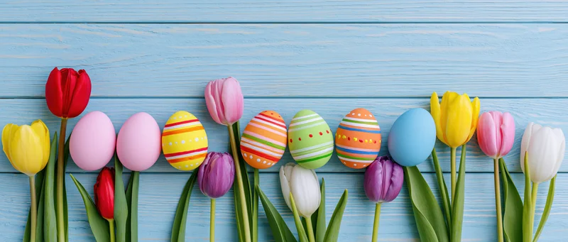 Colorful painted easter eggs and fresh tulips arranged in a row on blue wooden background