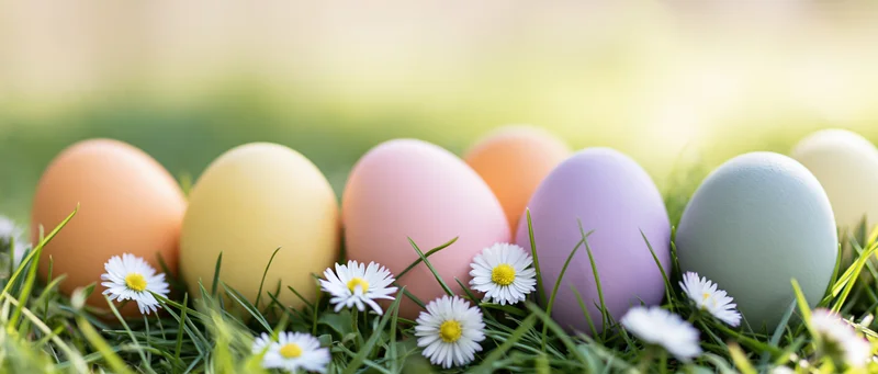 Colorful painted easter eggs resting in green grass with white daisies