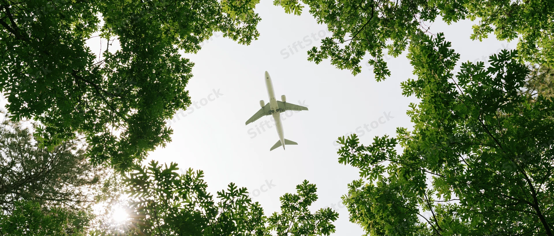 Commercial airplane flying overhead viewed through tree canopy from below