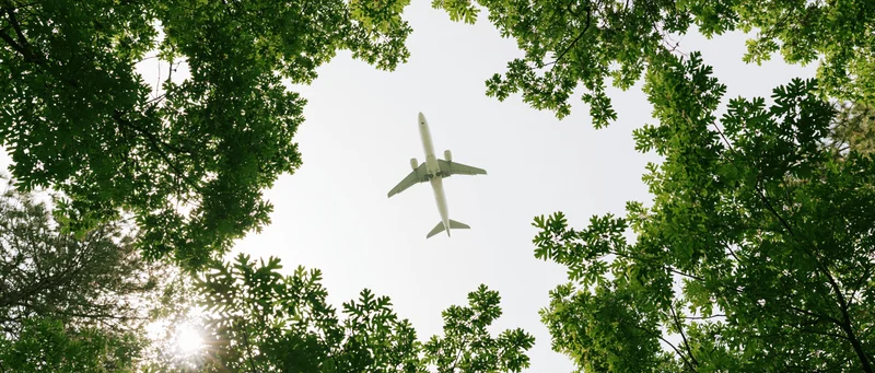 Commercial airplane flying overhead viewed through tree canopy from below