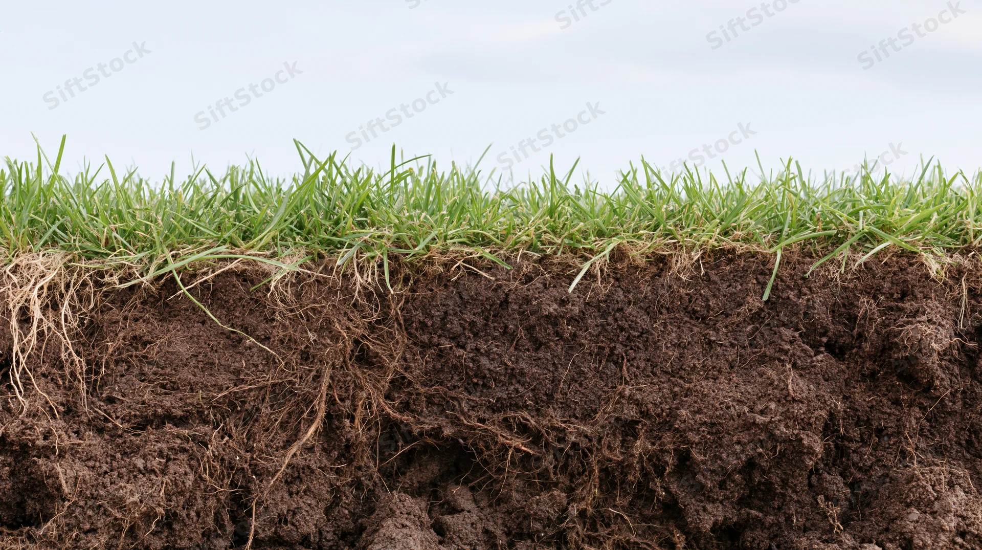 Cross-section of a grass lawn showing exposed soil layers and root system