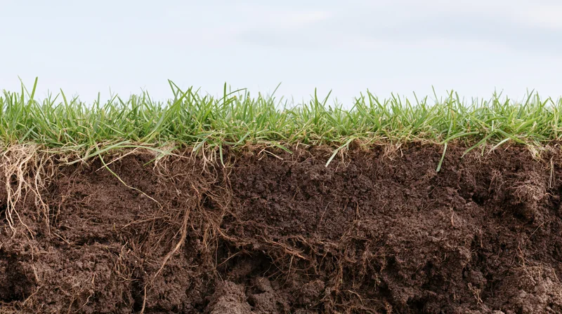 Cross-section of a grass lawn showing exposed soil layers and root system