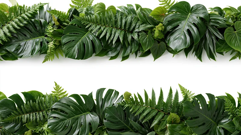 Dense tropical foliage border of monstera and fern leaves arranged horizontally on white background with central copyspace