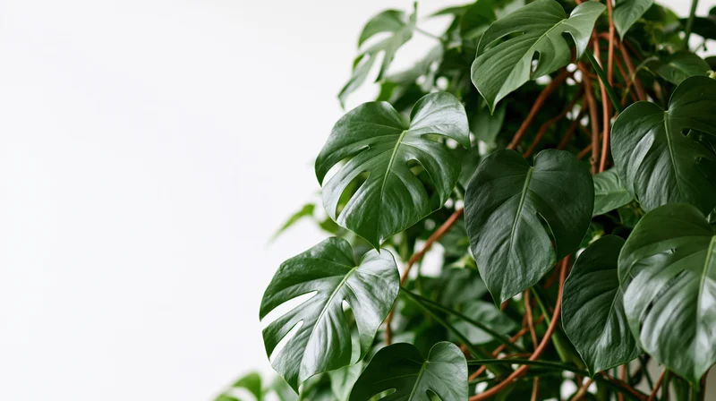 Monstera plant with large green leaves growing in a dense cluster against a white background