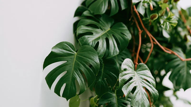 Monstera leaves growing densely against a white wall with copyspace on the left