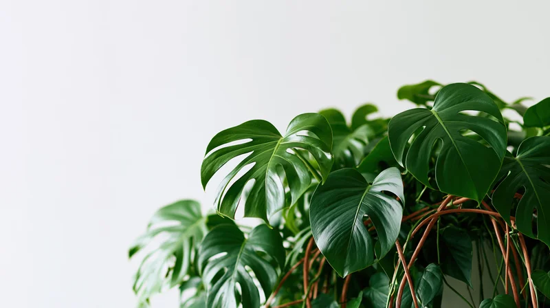 Monstera plant with large green leaves and trailing vines against a white background