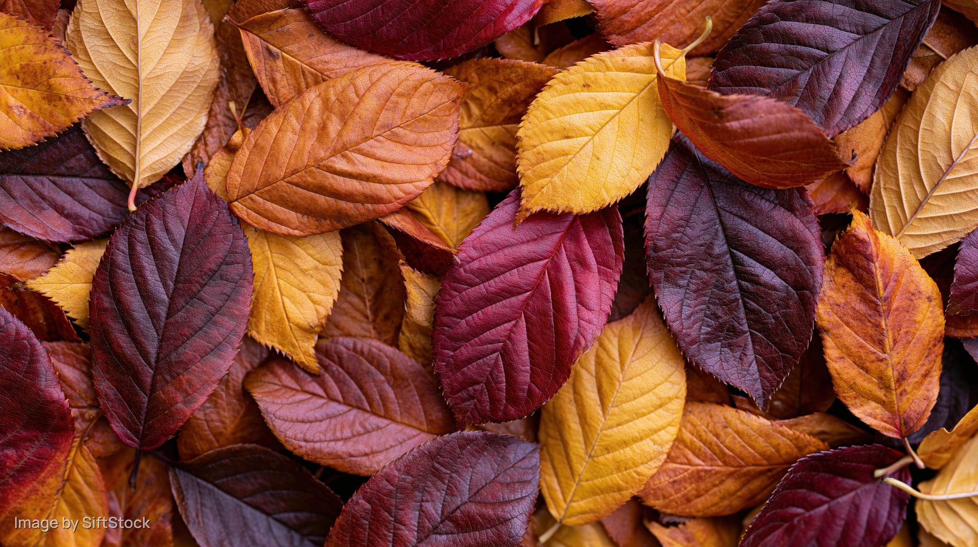 Dense flat lay of fallen autumn leaves filling the frame