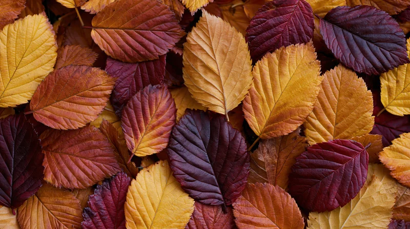 Dense flat lay of fallen autumn leaves filling the frame in warm earthy tones