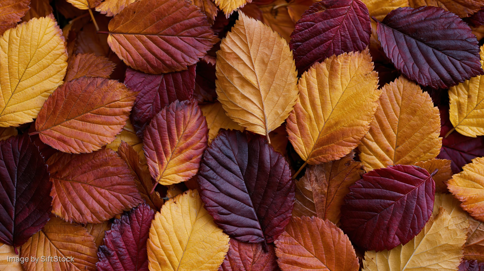 Dense flat lay of fallen autumn leaves filling the frame in warm earthy tones