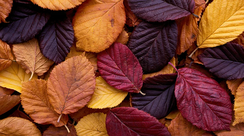 Dense flat lay of colorful fallen autumn leaves filling the frame