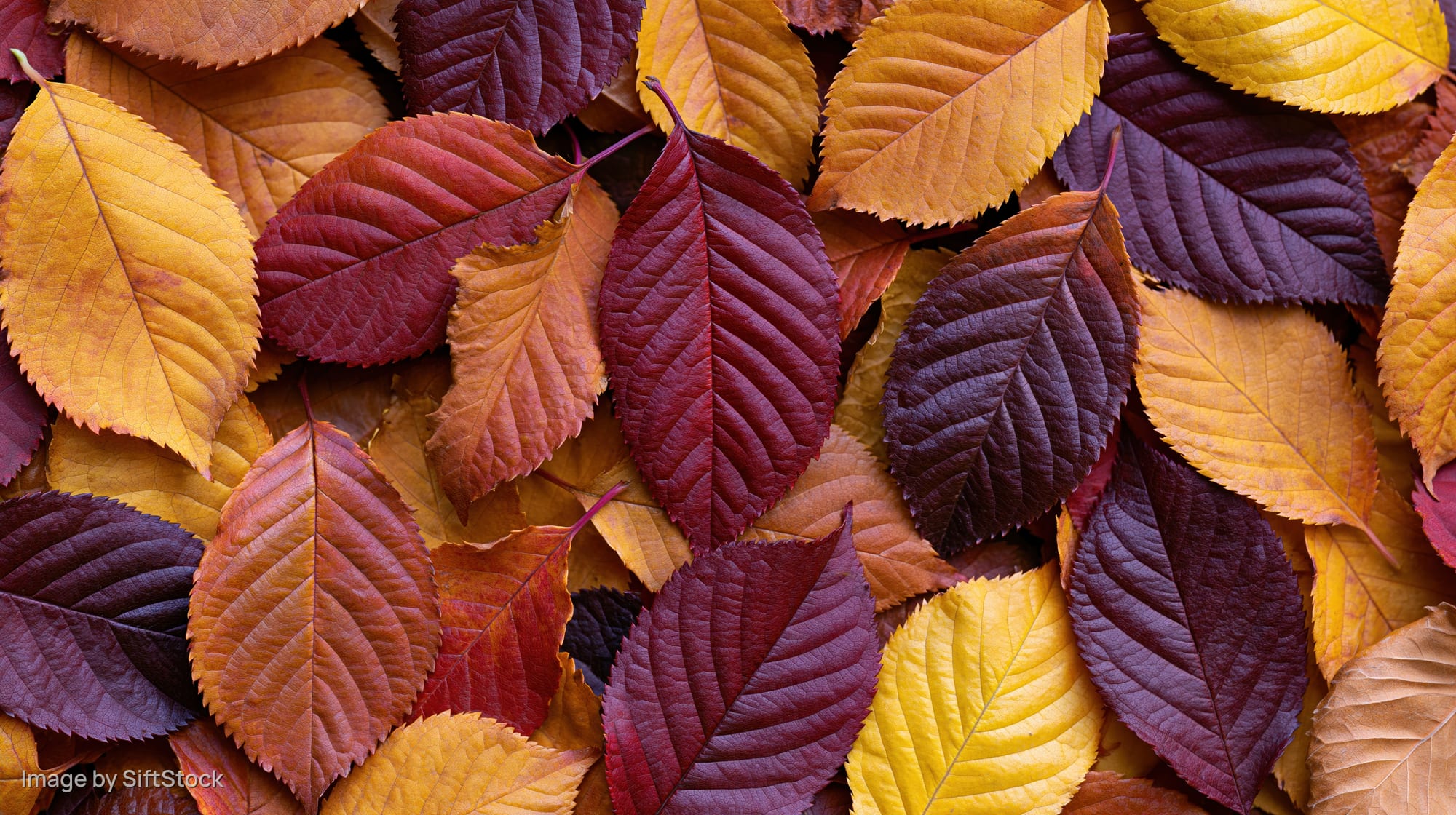 Dense flat lay of fallen autumn leaves filling the frame