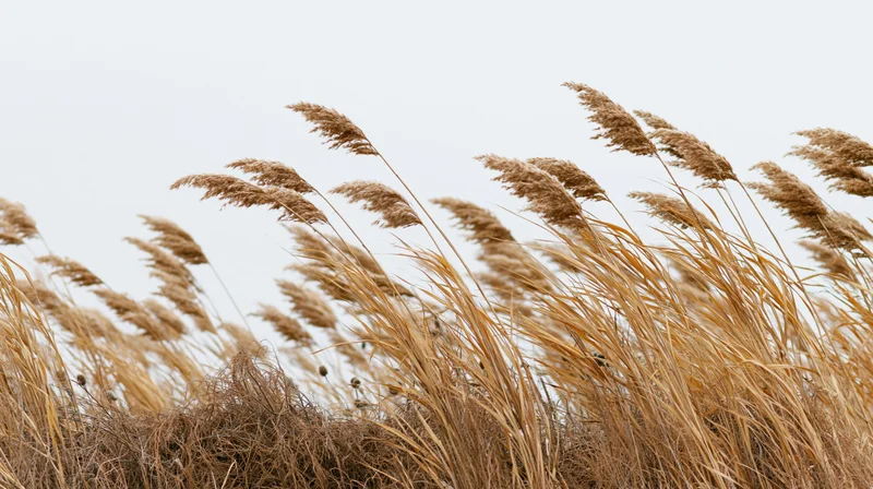 Tall dry reed grass swaying in wind against overcast sky in open field