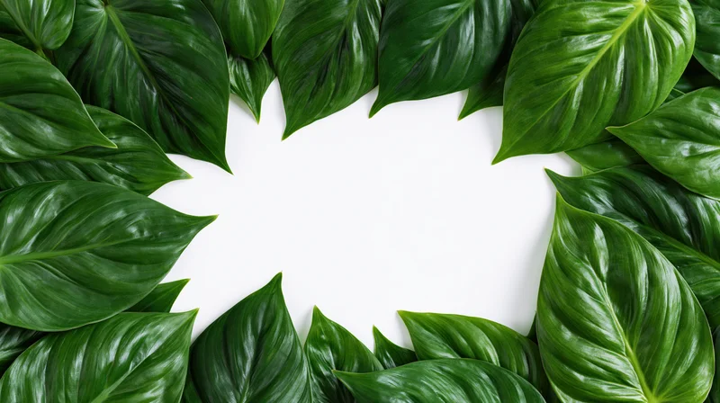 Green tropical leaves arranged in a circular border on white background with central copyspace