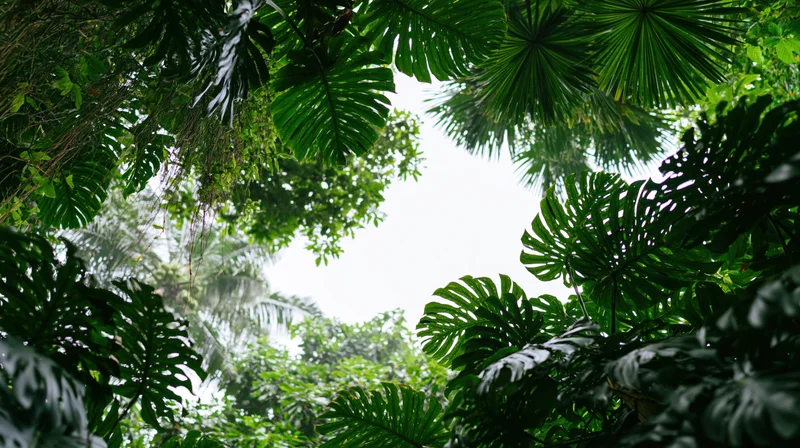 Dense tropical jungle foliage forming a natural arch frame overhead with sky visible through the canopy