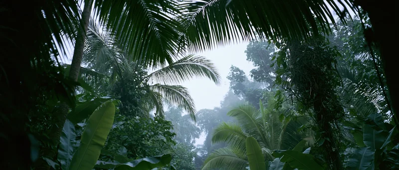View through dense tropical rainforest canopy with palm fronds and misty sky above