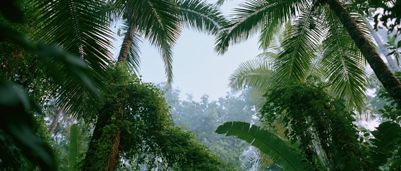 Upward view through dense tropical rainforest canopy with palm and banana trees framing misty sky