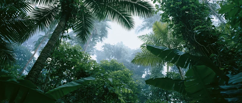 Upward view through dense tropical rainforest canopy with palm and banana trees framing misty sky